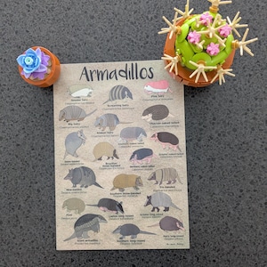 Armadillos A5 sized print