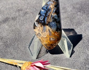 Förstenad palmträ AKA "Pocket Rot palmträ" cabochon från Indonesien