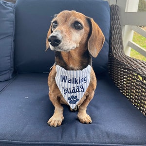 Puede incluir: Un dachshund de pelo corto marrón y tostado con un pañuelo de rayas azules y blancas con el texto "Walking Buddy" y una huella de pata.