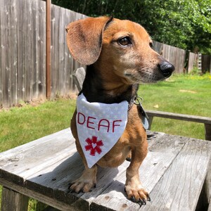 May include: A brown and tan short-haired dachshund wearing a white bandana with red lettering that says "DEAF" and a red star with a white heart in the centre.