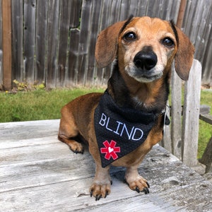 May include: A brown and tan dachshund wearing a black bandana with white text that says "BLIND" and a red heart with a white outline.