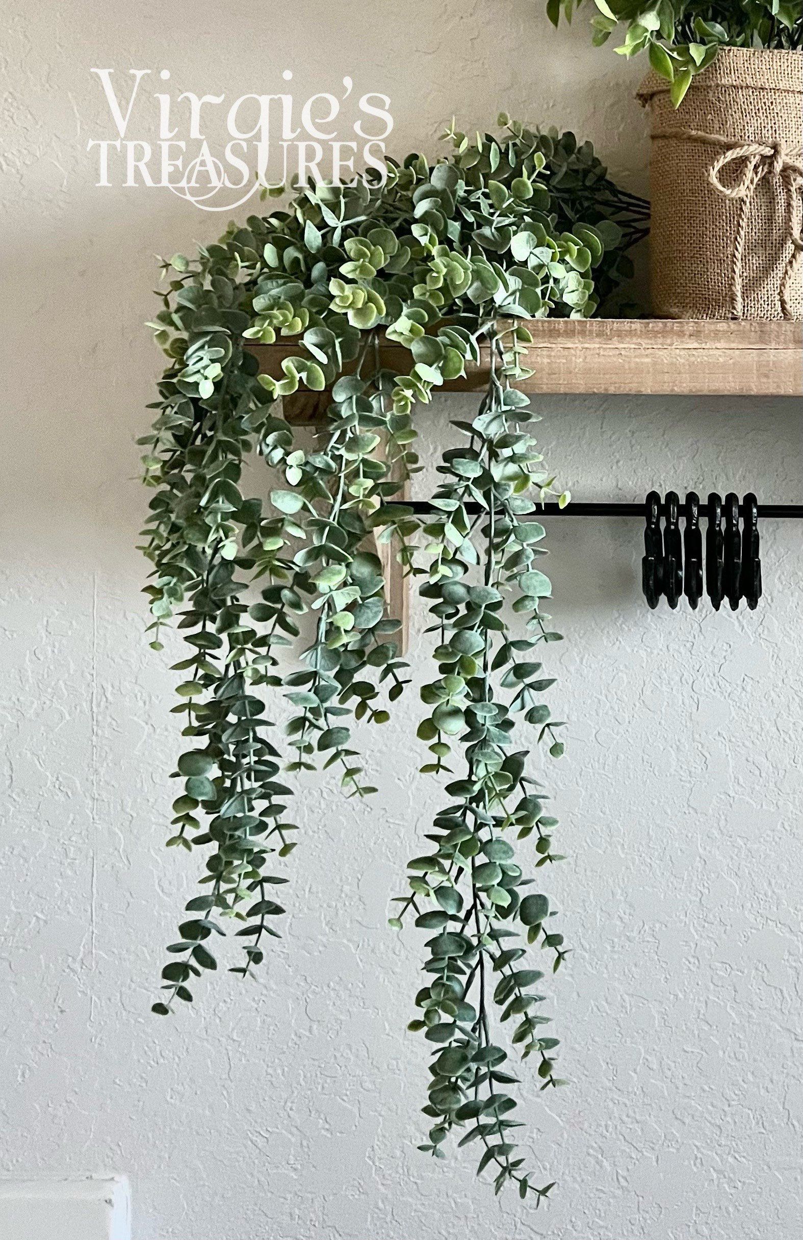 marginata dracaena Dracaena marginata – The Victorian Atlanta