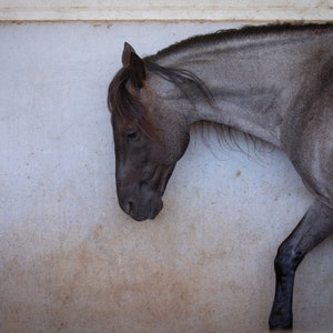 Black  Stallion photography, horse rescue,  horse picture , wild beauty wall art homedecor