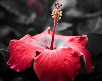 Botanical Print, Flower Photography, Hibiscus Print, Red Wall Art, Fine Art Photography, Nature Photography, Red Black Home Decor, Floral