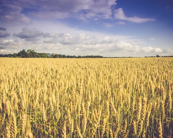 Rural Country Fields Landscape Photograph, Fine Art, Rustic Summer Art, Country Home Condo Decor