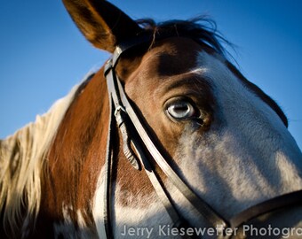 Horse Photography, Paint Horse, Fine Art Photography, Animal Photo, Equine Art, Horse Decor, Equestrian Art, Nature Photo, Western Decor