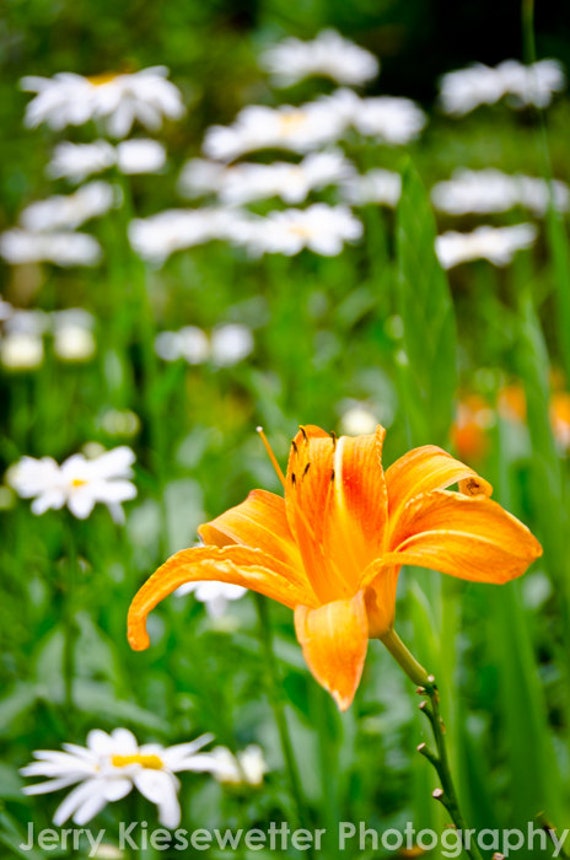 Lily and Daisies Flower Photo Fine Art Floral Photography Etsy