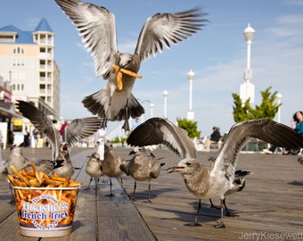 Trashers French Fries Photo, Seagulls Photo, Ocean City Boardwalk Seagulls French Fries Photograph - Beach Art, Wall Decor Summer Fun Food