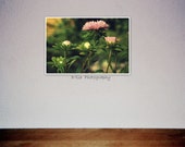 Growing flowers photography