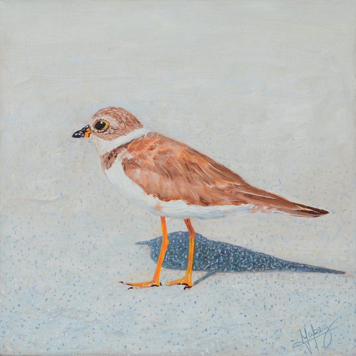Piping Plover Oil Painting on Gallery Canvas Birds Wildlife Etsy