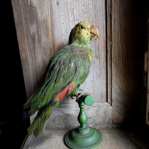 Antique Taxidermy Etsy