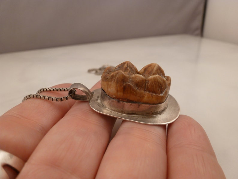 Vintage Sterling Necklace With Antique Fossil Tooth Pendant