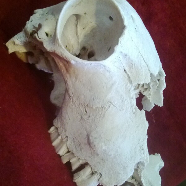 Real Goat Skull Bone Obscure Oddities (ethically source animal bone supply)