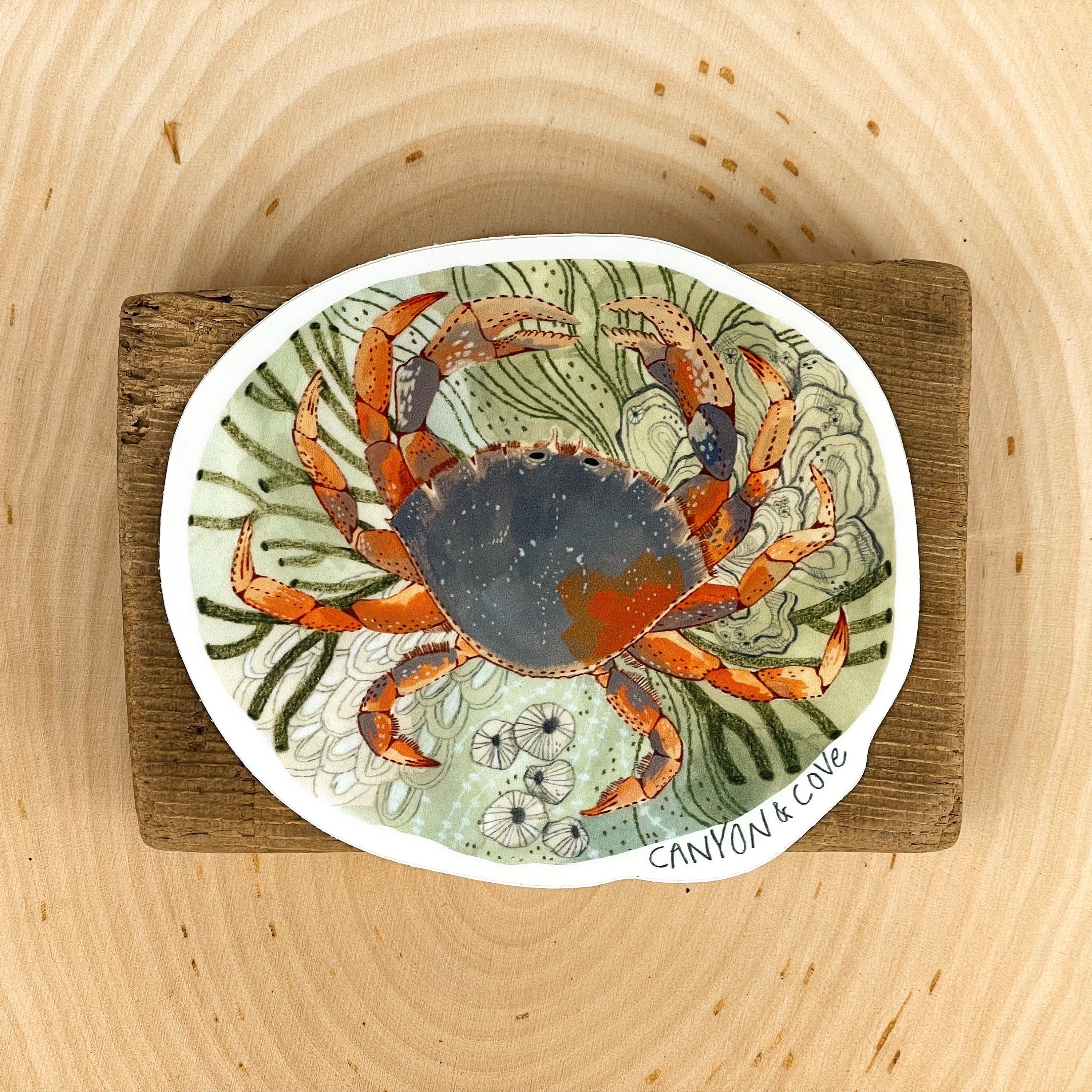 Tide Pool Crab Sticker | Premium Die Cut Vinyl Stickers | For Laptops, Water Bottles, Journals, Hydroflasks, Car Bumpers, Planners, etc.