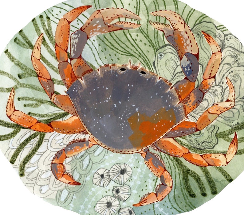 Tide Pool Crab Print Gouache Art Print Ocean Wall Art Woodland Nursery Art Dungeness Crab Wall Art image 3