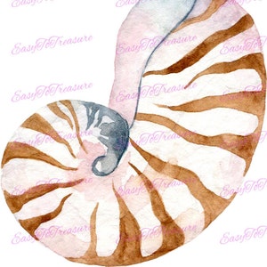 Digital Download Clipart –  White and Brown Shell JPEG and PNG files