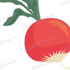 Digital Download Clipart – Spring Red Radish JPEG and PNG files