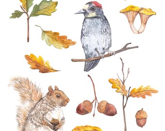 May include: Watercolor illustrations of woodland creatures and plants, including a squirrel, a bird, mushrooms, acorns, and oak leaves. The illustrations are in shades of brown, yellow, and gray.