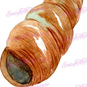 May include: A watercolor painting of a brown seashell with white and blue accents. The shell is curled and has a textured surface.