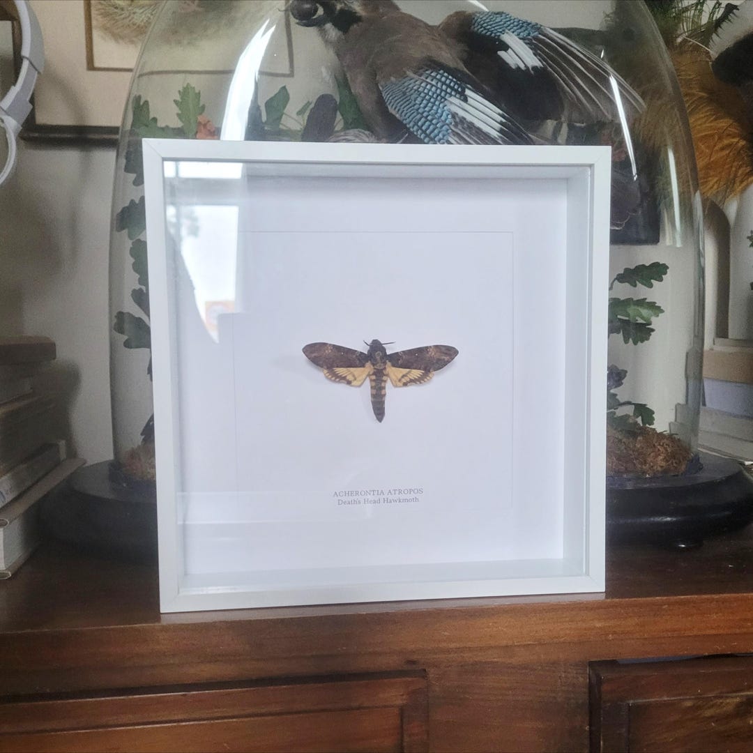 Moth In Frame Death's Head Hawk Moth ~ Real Moth in Frame, Hannibal Silence of the ...