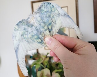 Budgie wings ~ taxidermy real bird marbled blue wings, arts and crafts, millinery