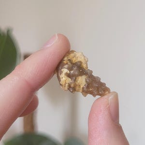 Gastropod fossil ~ real fossilised agate gastropod, 40 million years old, Morroco