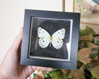 Real butterfly ~ yellow butterfly on black sparkly background in modern frame, lepidoptery, taxidermy