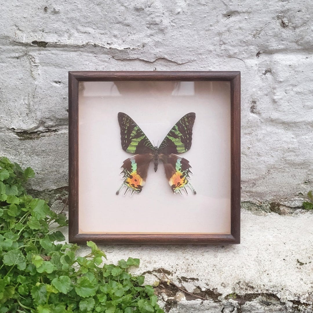 Vintage Moth Frame ~ 1970's Real Madagascan Sunset Moth in Wooden Frame ...