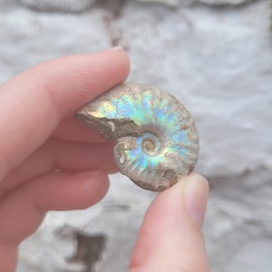 Real fossil ~ Cleoniceras ammonite iridescent pearl fossil, 110 million years old, cretaceous, natural history