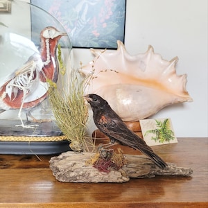 Collection of Forty Eight Exotic Victorian Taxidermy Birds - Collection of  Forty Eight