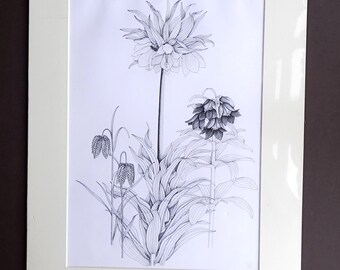 Original flower botanical art Fritillaria 96 Camilla Speight Hodgkinson drawing new home gardener horticulture florist new home unique gift