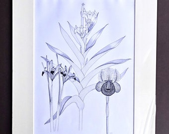 Camilla Hodgkinson Speight drawing original flower botanical art Iris new gardener horticulture florist new home black white unique gift