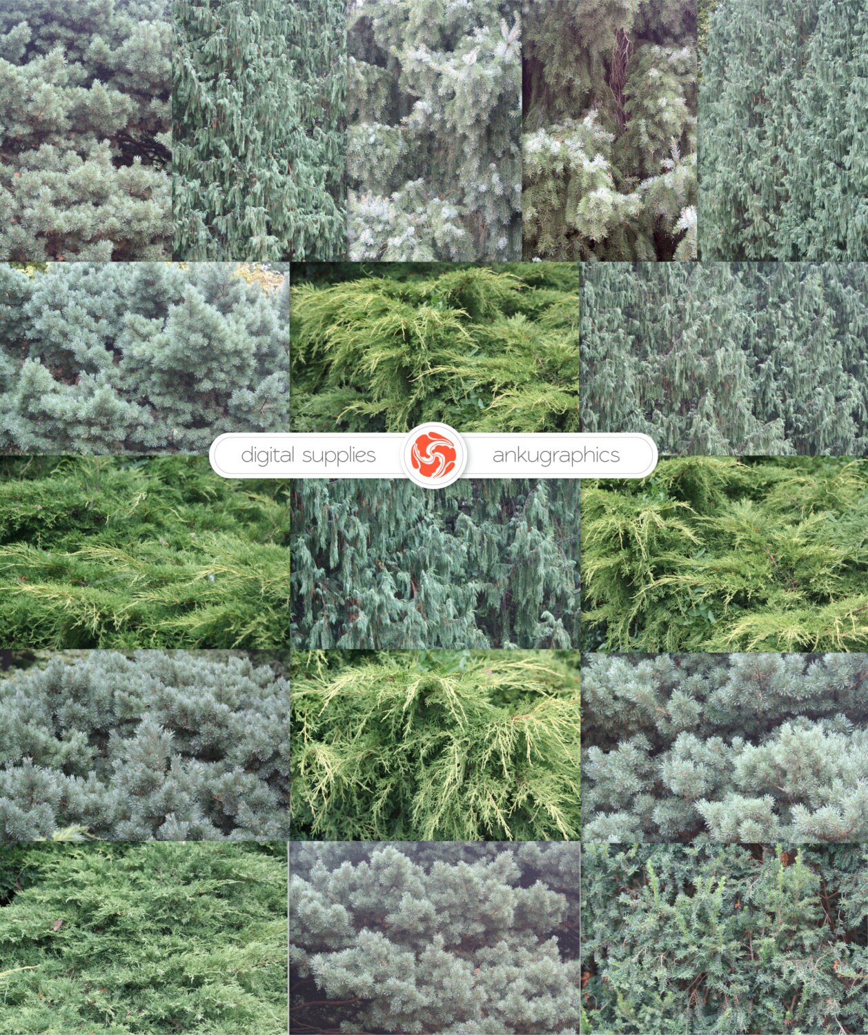 CHRISTMAS TREE Evergreen Trees Conifers 17 Photo Overlays Etsy