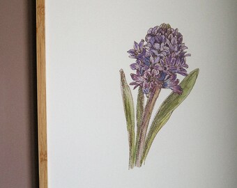 Blue hyacinth ART PRINT/ botanical wall decor/wall art decor/room wall art/art print/flower print/hyacinth art print/flower A3 print