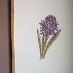 Blue hyacinth ART PRINT/ botanical wall decor/wall art decor/room wall art/art print/flower print/hyacinth art print/flower A3 print