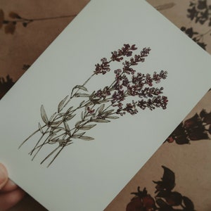Carte de voeux, carte d'anniversaire, carte de voeux lavande, carte d'anniversaire florale, carte de fleurs, art botanique, cartes, impression aquarelle, taille 4 "x 6"