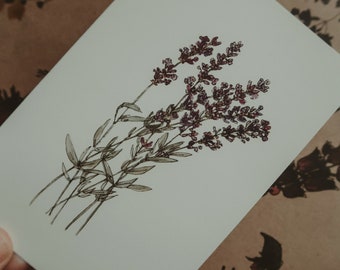 Greeting card, Birthday card,lavander greeting card, floral Birthday card, flower card, botanical art, cards, watercolor print, size 4&quot;x 6&quot;