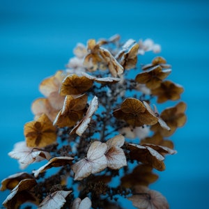 Edición limitada de 25 Hydrangea Plant Flower Macro Photography de Tripp Print 8&quot; x 12&quot; firmado y numerado