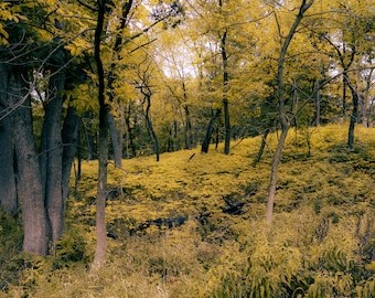 Indian Burial Grounds - Inside the Yellow Forest - Surrealism Photography - by TRIPP