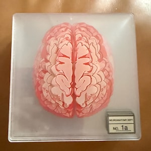 May include: A square, clear acrylic block containing a pink, detailed anatomical model of a human brain. A small silver-toned metal plaque is attached to the bottom right corner with the text NEUROANATOMY DEPT and NO. 1a printed in black.