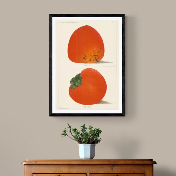 Vintage Illustration Fresh Persimmons - Japanese Traditional Art - Japan Lithograph Print - A3 A4 A5 sizes