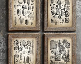 Fossil Wall Art Set Of 4, Trilobite, Ammonite, Carboniferous Plant Fossils, Paleontology, Geology, Coal Seam Fossil Prints