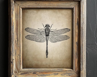 Antique Dragonfly Print, Vintage Insect Decor, Dragonfly Wall Art, Entomology Sketch