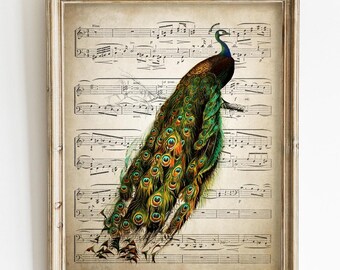 Antique Peacock Print, Farmhouse Decor, Cottage Core Wall Art, Sheet Music Vintage Bird Illustration, Shabby Chic Bird Artwork