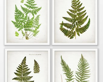Fern Wall Art Set of 4, Printable Vintage Fern Plant, Vintage Botanical Art, Green Fern Forest Art, Woodland Decor #1655 INSTANT DOWNLOAD