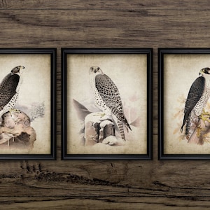 Vintage Falcon Wall Art Set of 3, Printable Falcon, Falconry Art, Raptor, Bird Of Prey Wall Art, Falconer Gift Idea #788 INSTANT DOWNLOAD