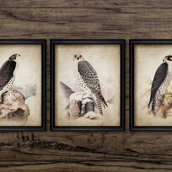 Vintage Falcon Wall Art Set of 3, Printable Falcon, Falconry Art, Raptor, Bird Of Prey Wall Art, Falconer Gift Idea #788 INSTANT DOWNLOAD