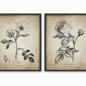 Rose Wall Art Set Of 2, Wild Rose, Dog Rose, Printable Rose, Garden Rose Flower, Rosa Canina, Rosa Centrifolia #162 INSTANT DOWNLOAD