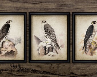 Vintage Falcon Wall Art Set of 3, Printable Falcon, Falconry Art, Raptor, Bird Of Prey Wall Art, Falconer Gift Idea #788 INSTANT DOWNLOAD