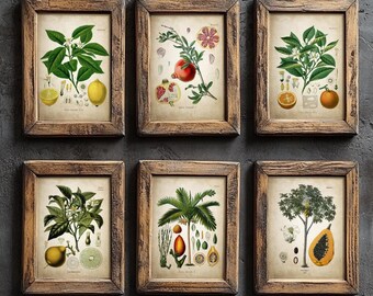 Antique Tropical Fruit Print Set of 6, Vintage Botanical Sketches, Rustic Kitchen Wall Art, Cottagecore Decor, Nature Inspired Prints
